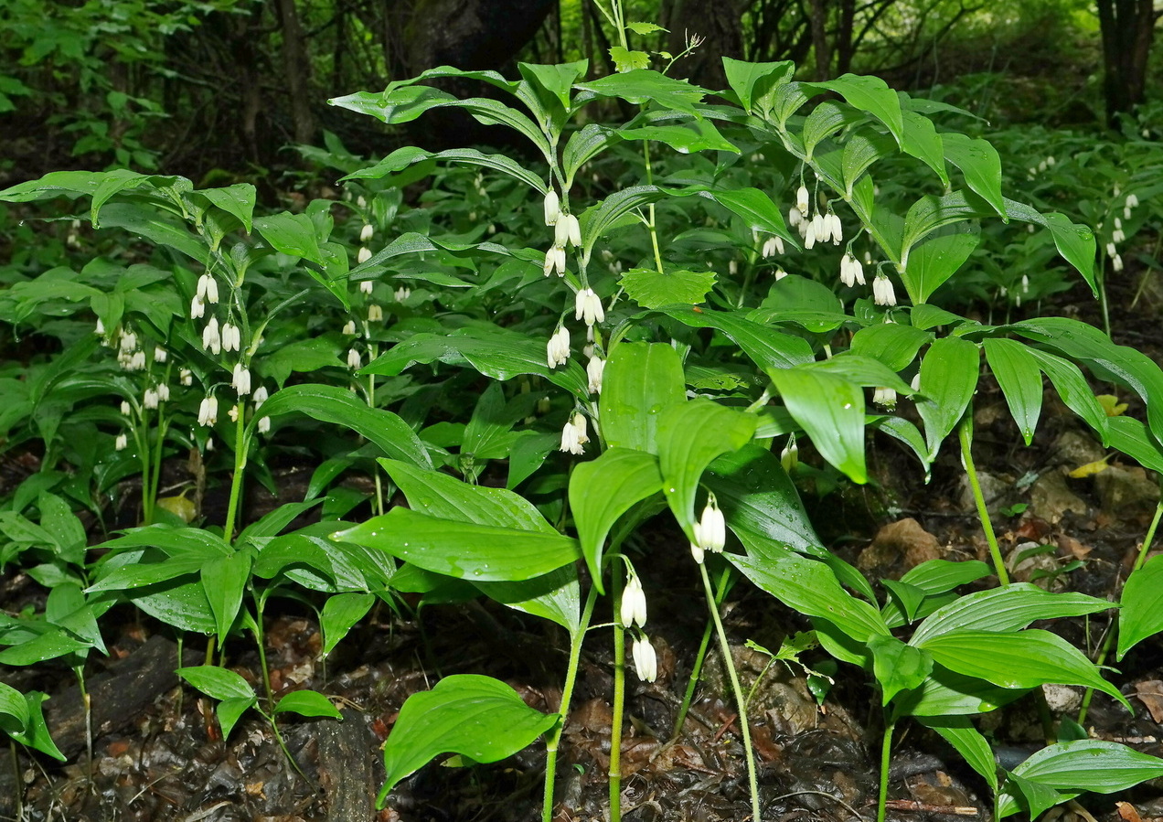 Image of genus Polygonatum specimen.