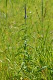 Veronica longifolia