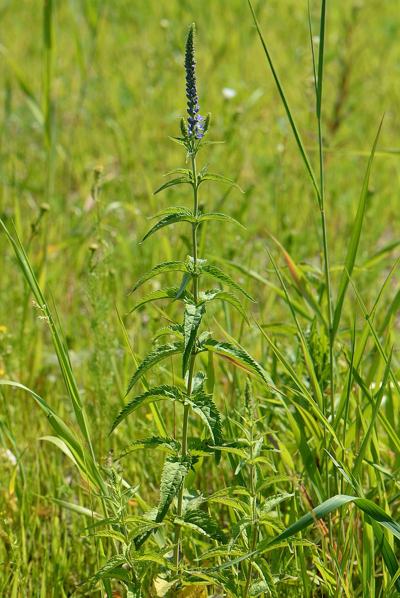 Image of Veronica longifolia specimen.