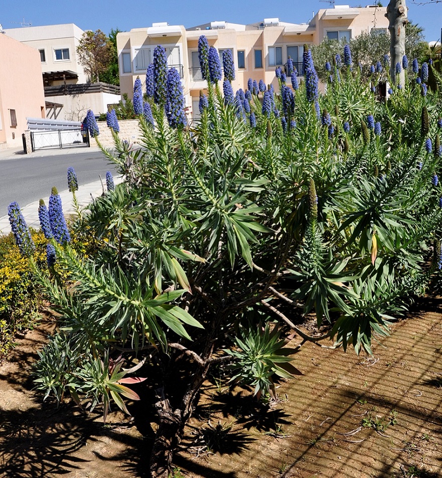 Image of Echium candicans specimen.