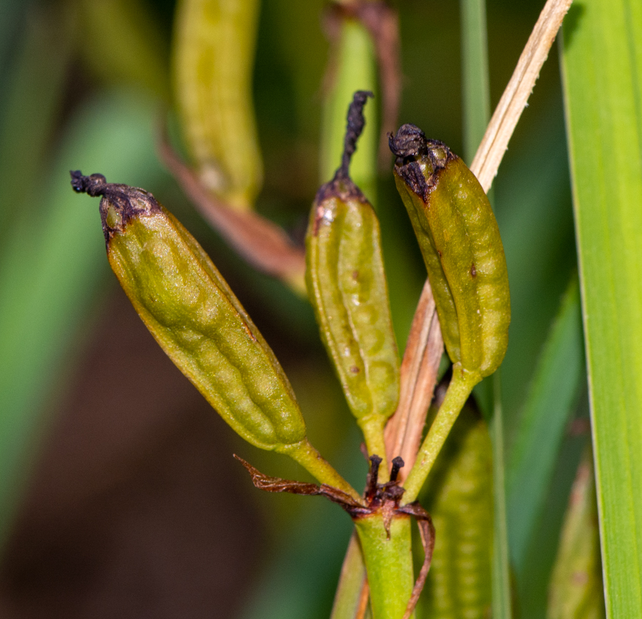 Image of Aristea ecklonii specimen.