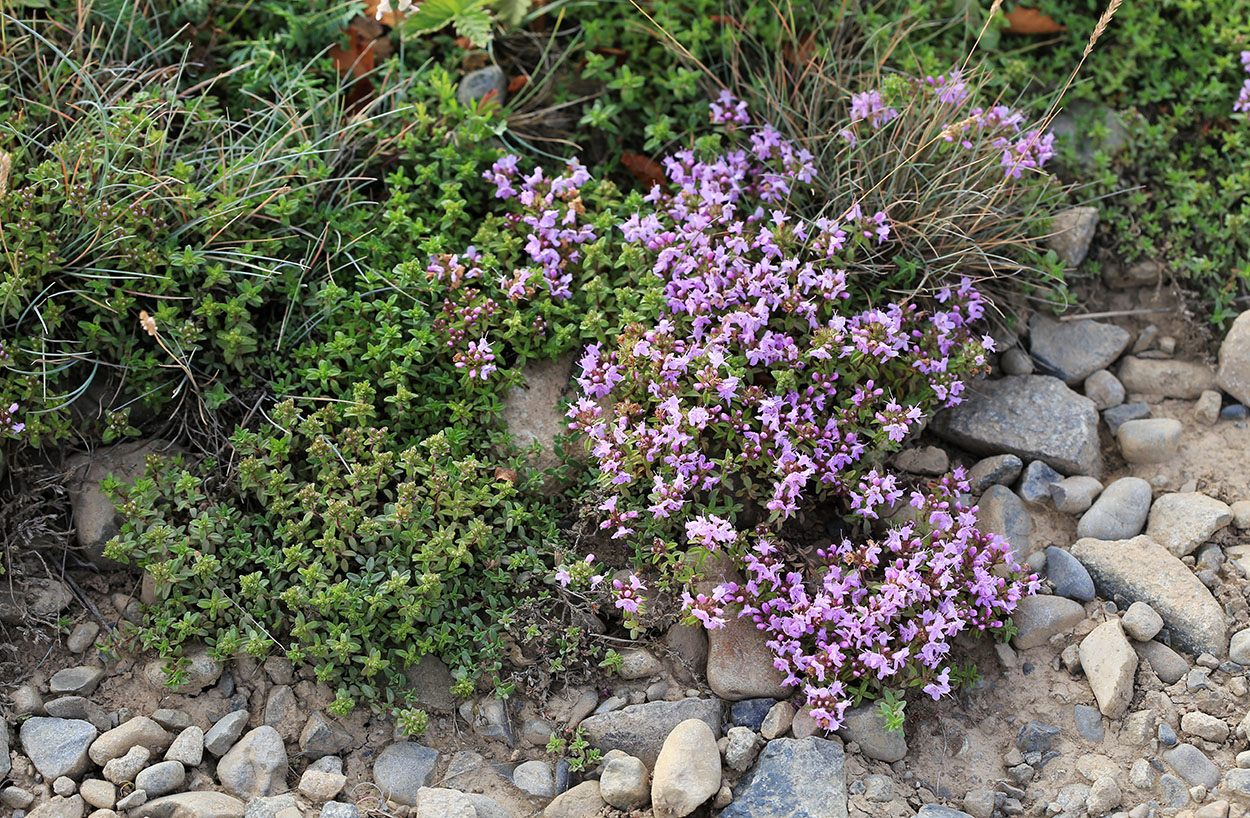 Изображение особи Thymus ternejicus.