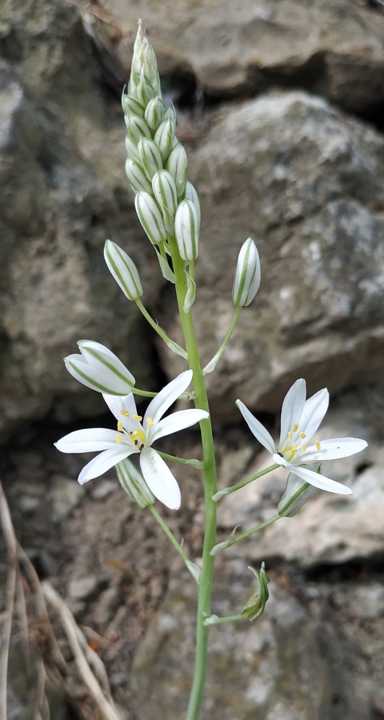 Image of Ornithogalum ponticum specimen.