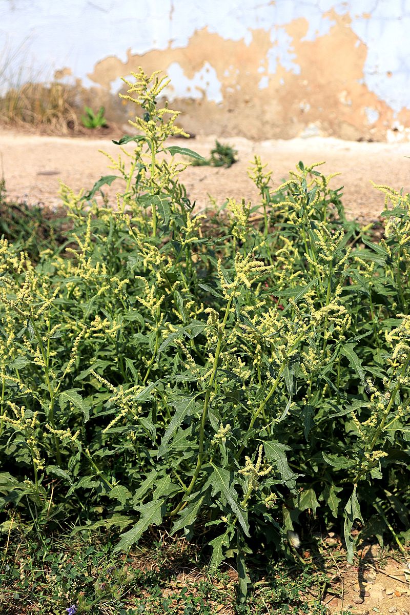 Image of Atriplex tatarica specimen.