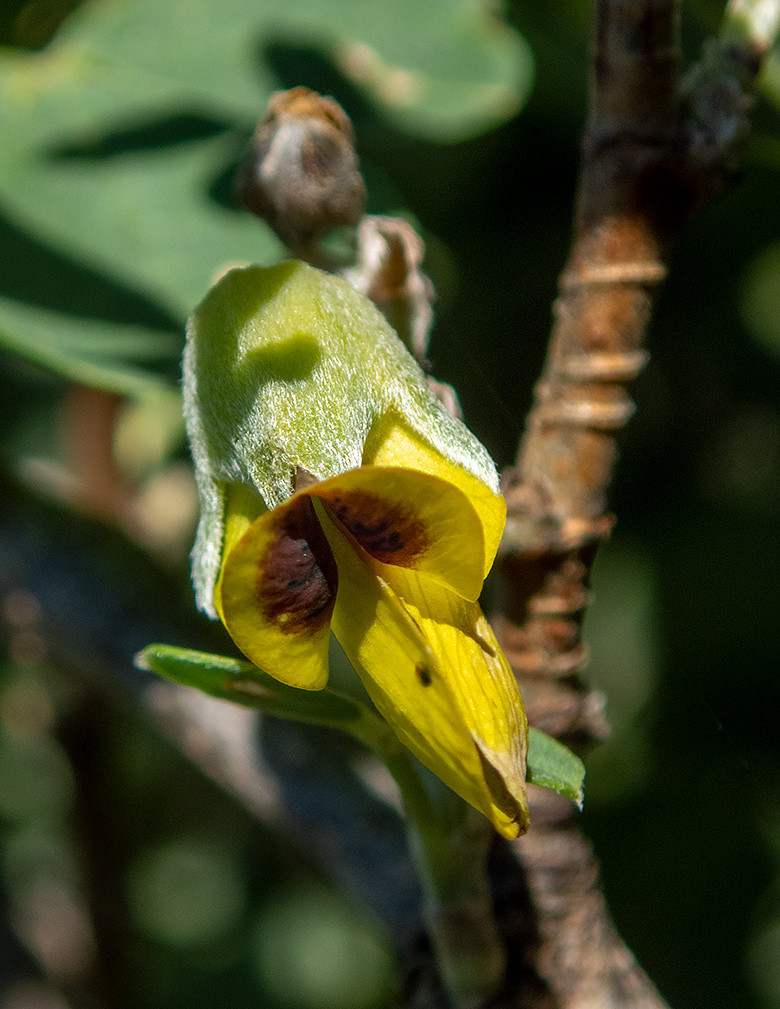 Изображение особи Anagyris foetida.