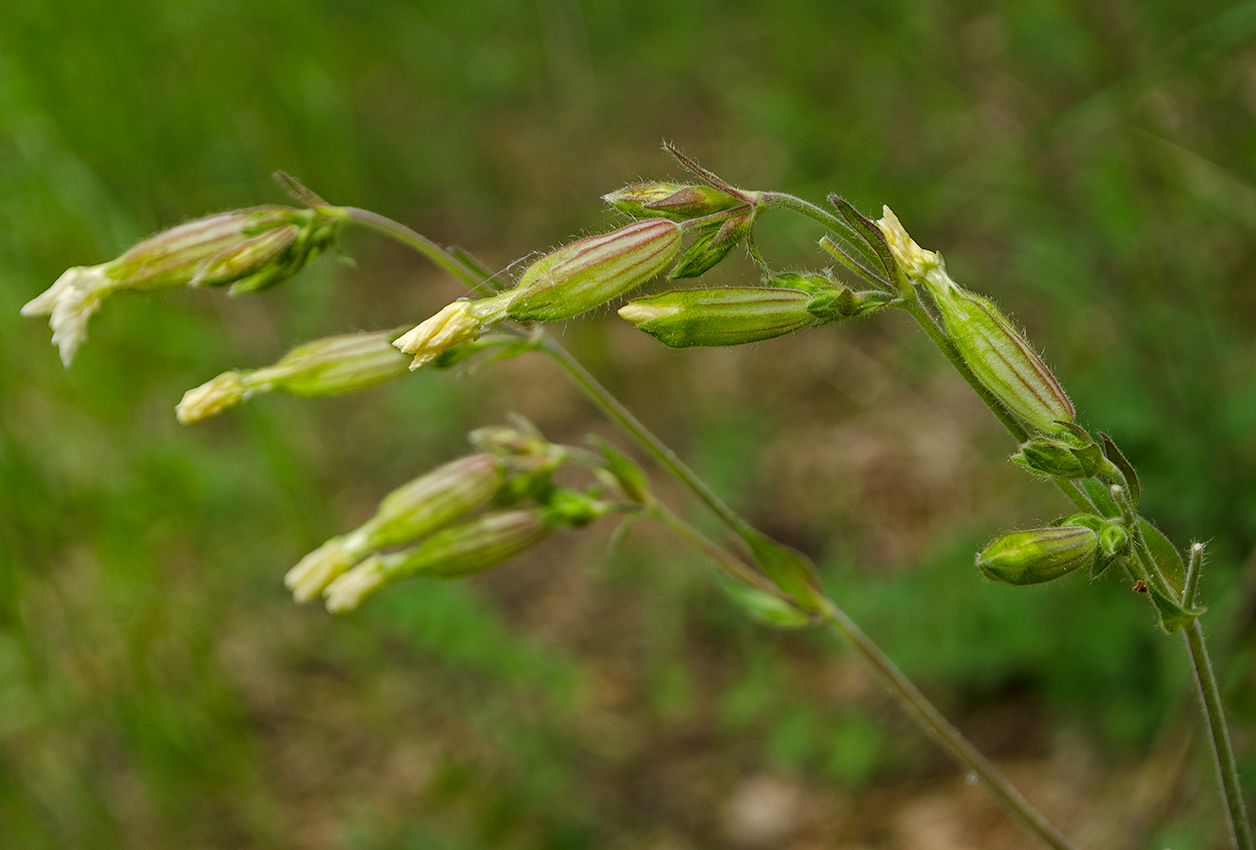 Image of Melandrium album specimen.