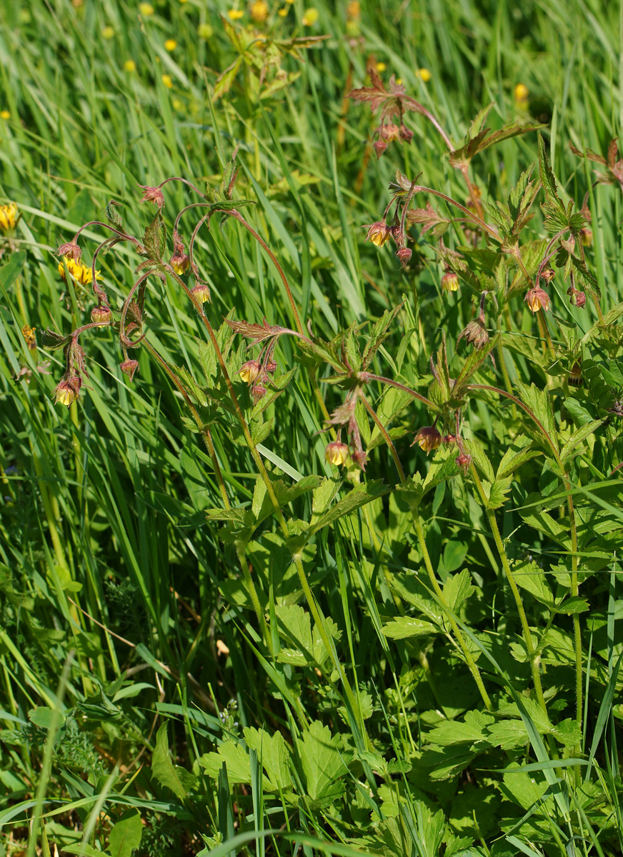 Image of Geum × intermedium specimen.