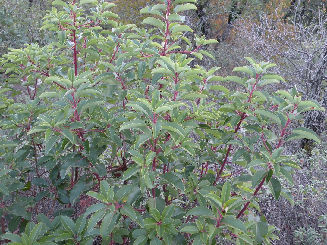 Image of Arbutus andrachne specimen.