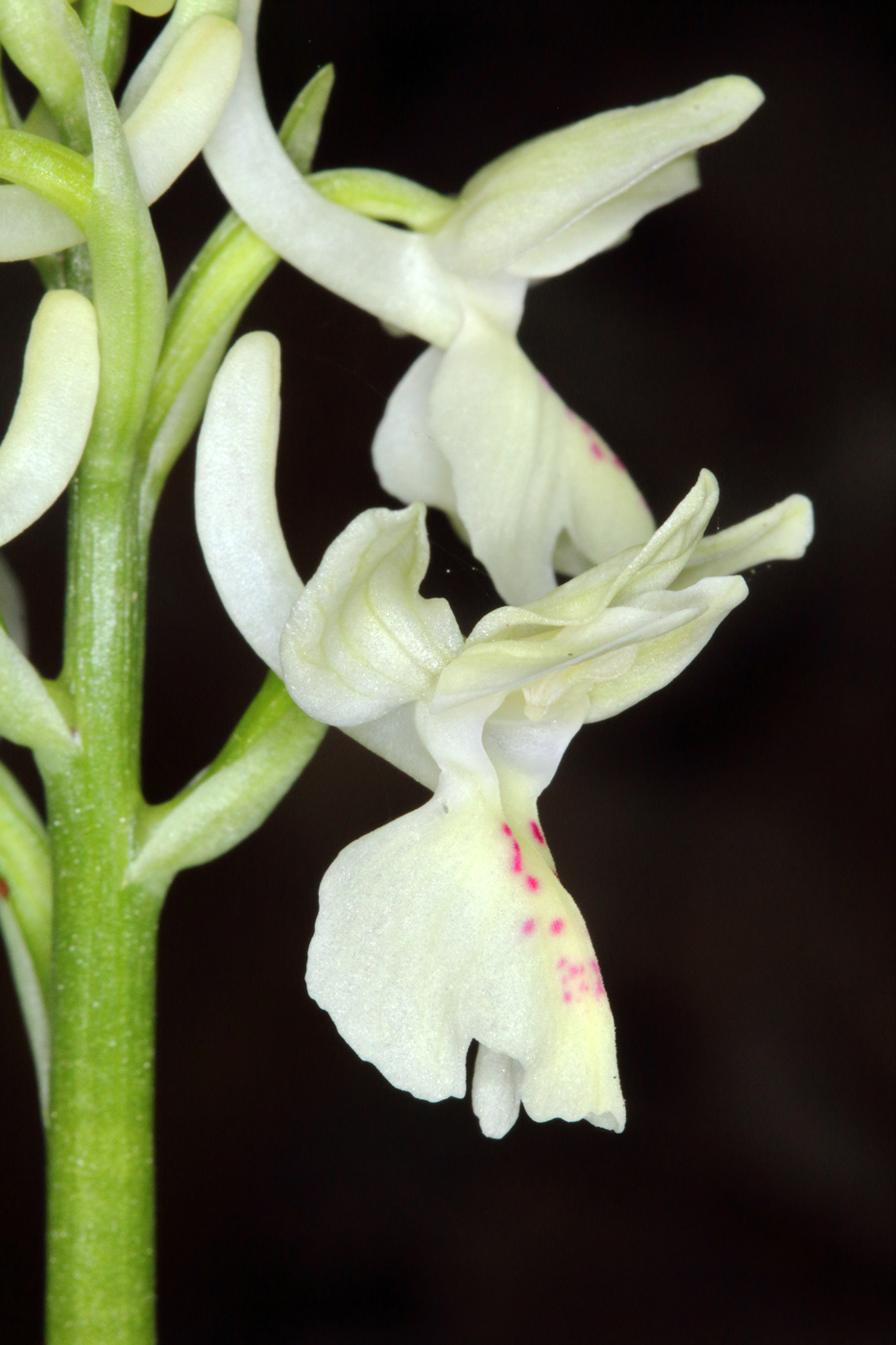 Изображение особи Orchis provincialis.