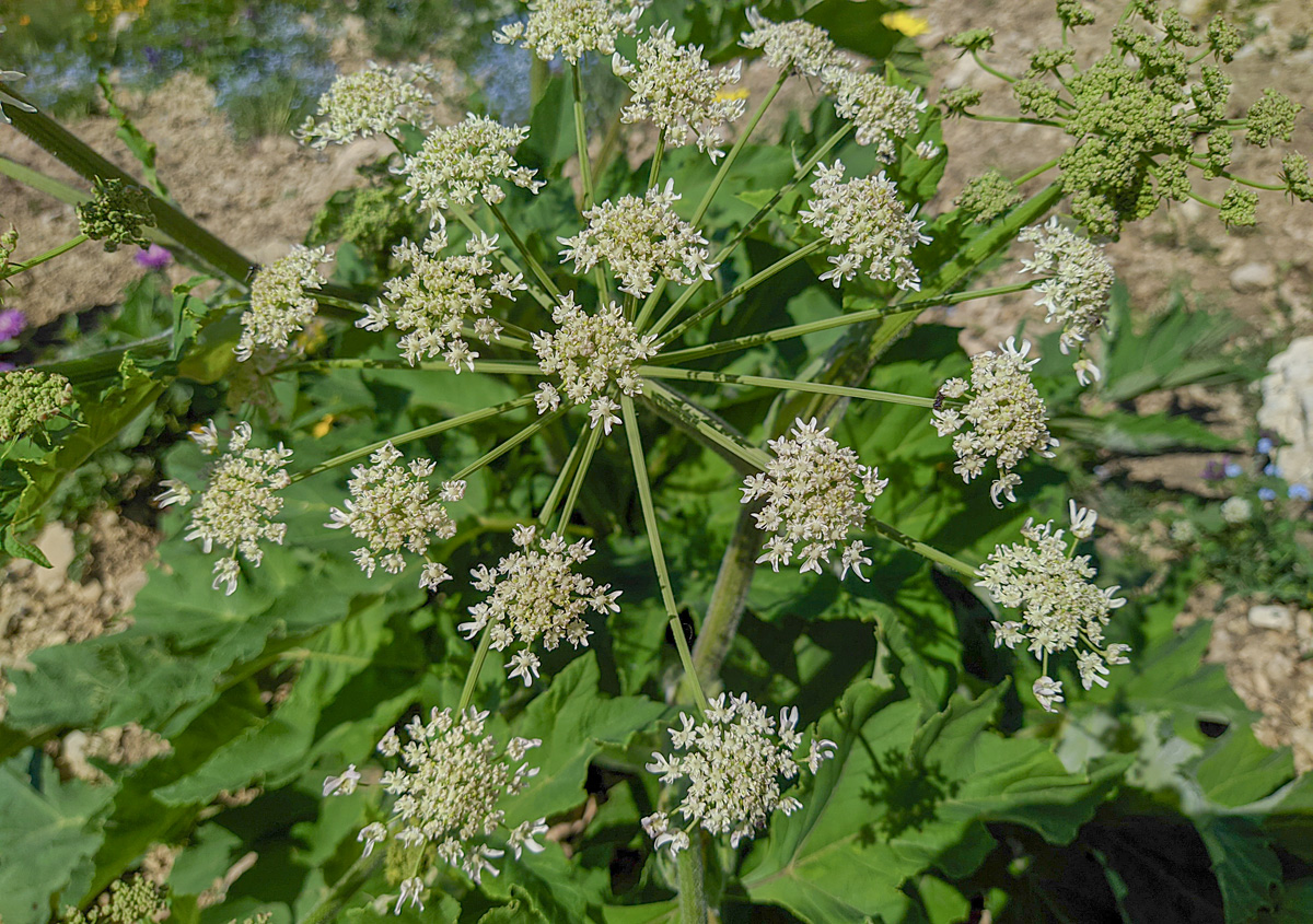 Изображение особи Heracleum asperum.