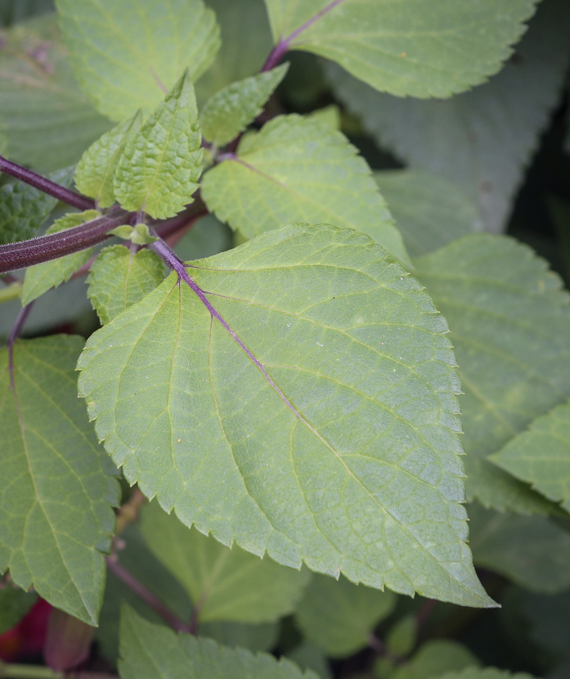 Image of Salvia splendens specimen.