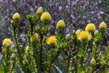 Leucospermum cordifolium