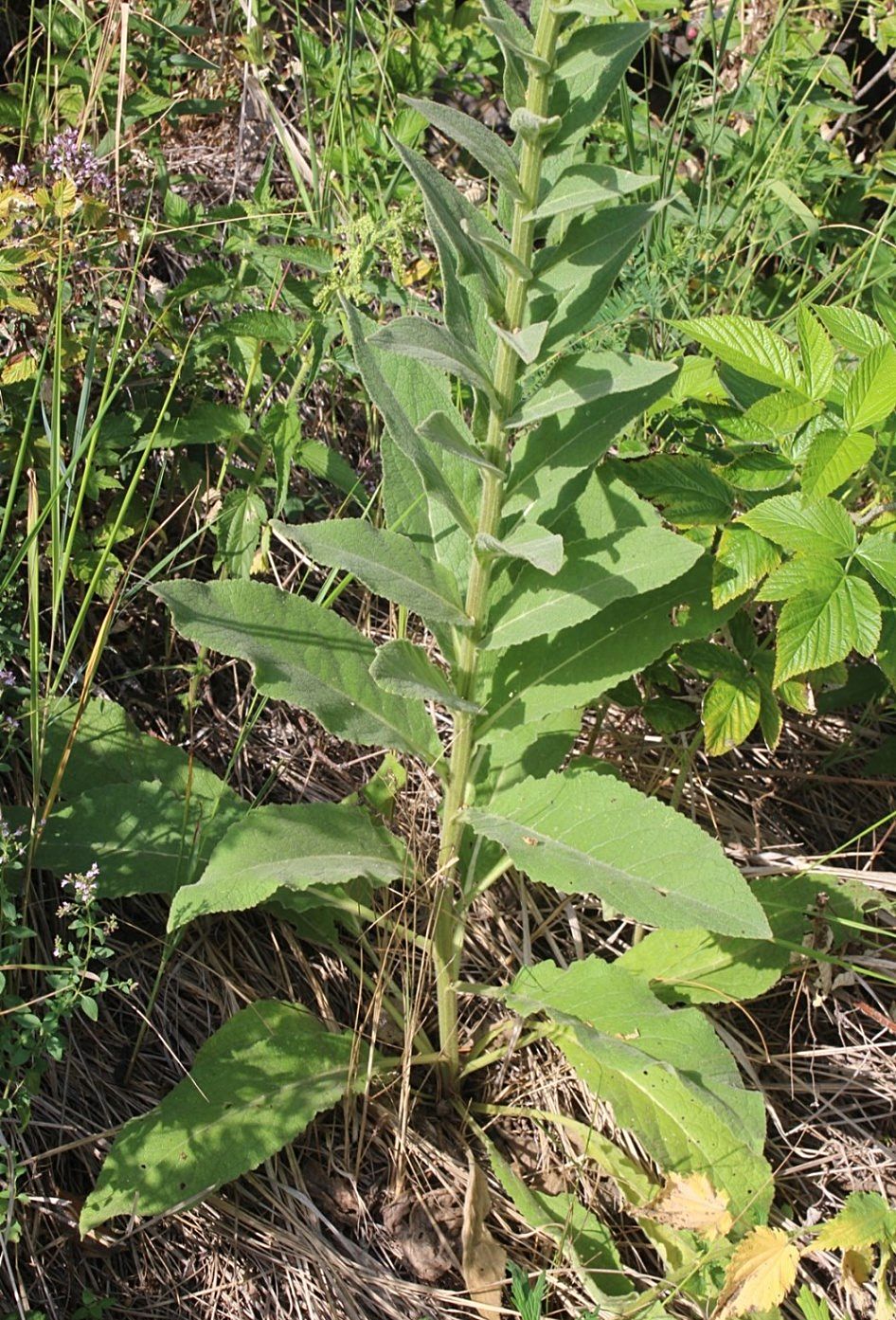 Изображение особи Verbascum marschallianum.
