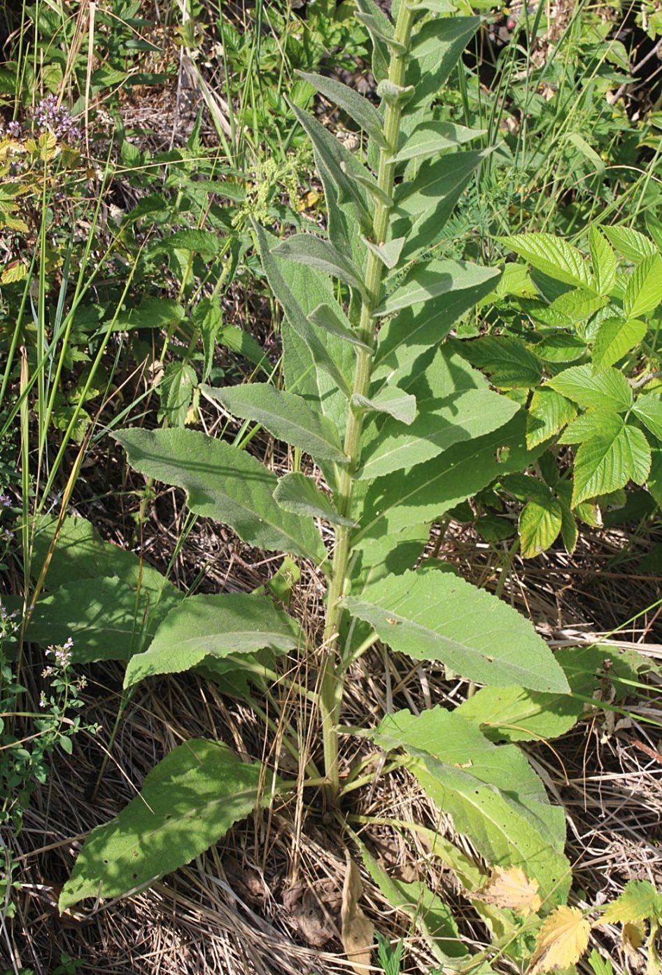 Image of Verbascum marschallianum specimen.