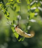 Image of taxon representative. Author is Игорь Павлов