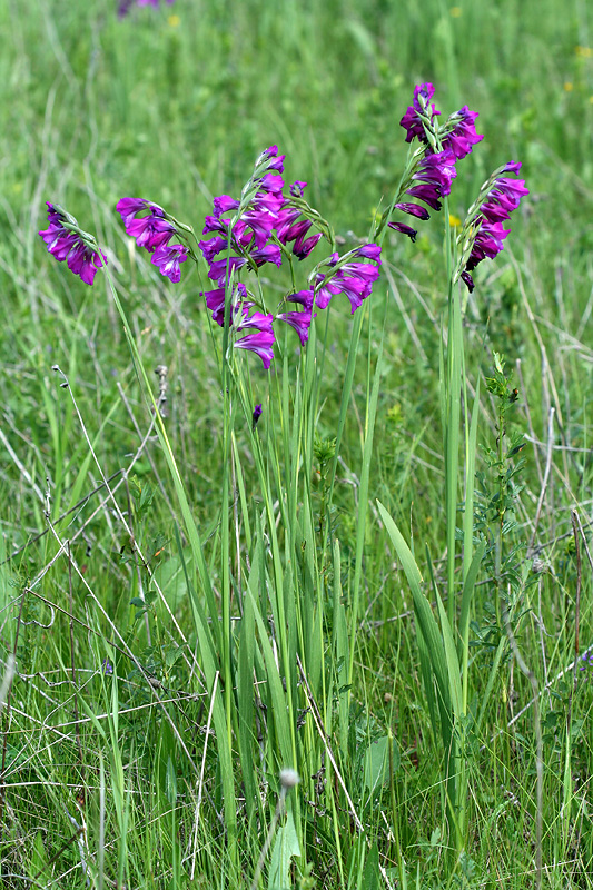 Изображение особи Gladiolus tenuis.