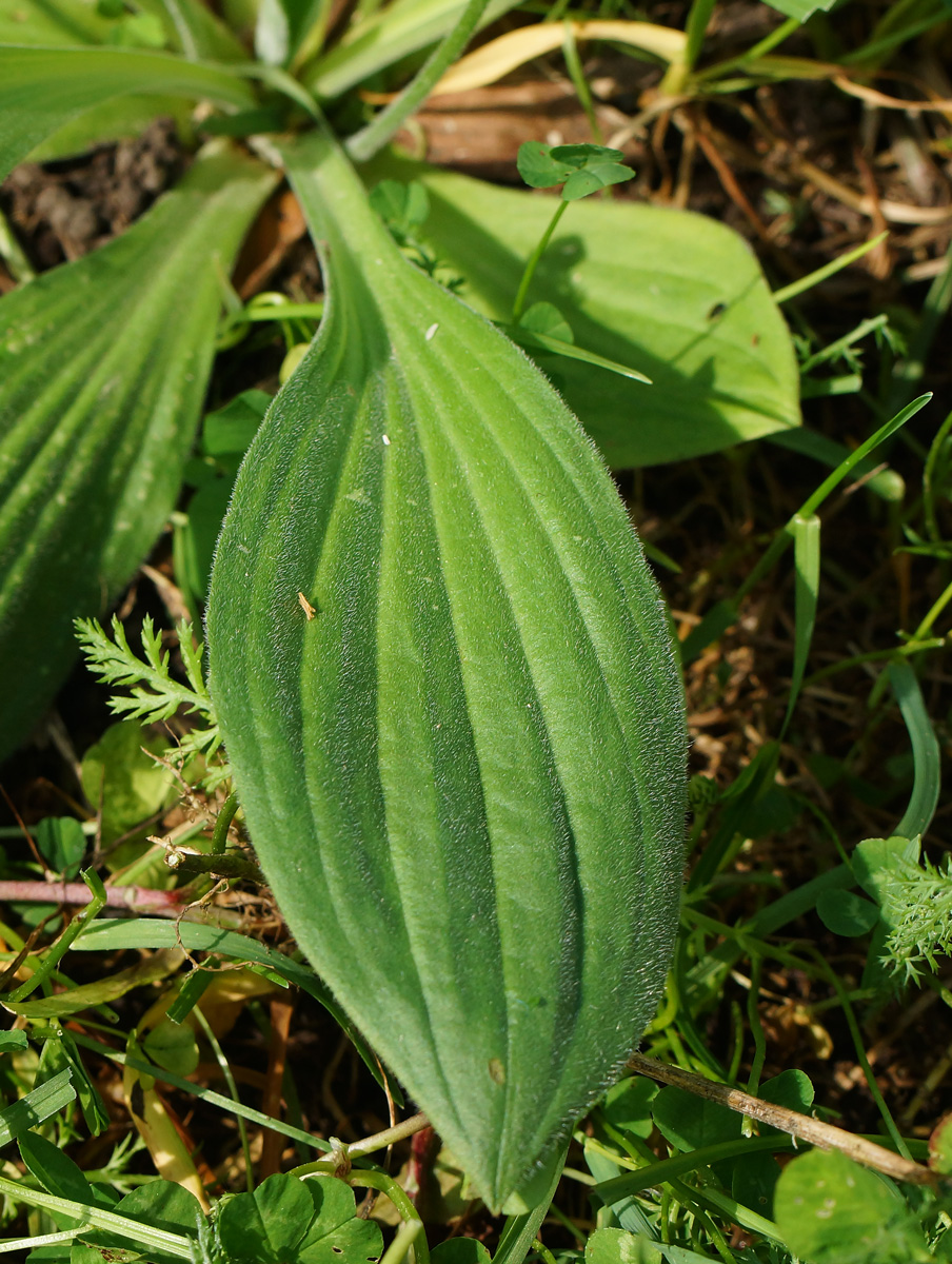 Изображение особи Plantago urvillei.