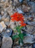 Lychnis fulgens. Цветущее растение. Приморье, окр. г. Находка, бухта Прогулочная, каменистый склон. 05.08.2021.