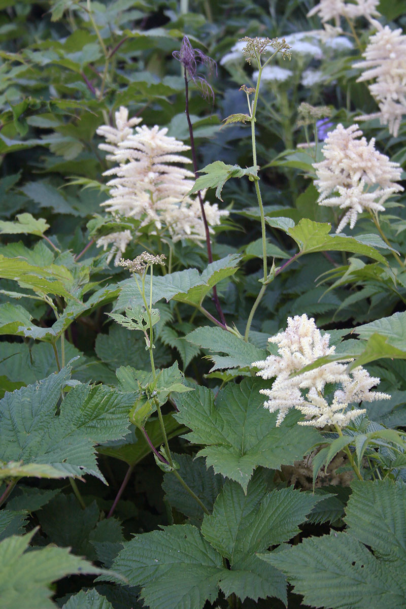 Изображение особи Filipendula camtschatica.