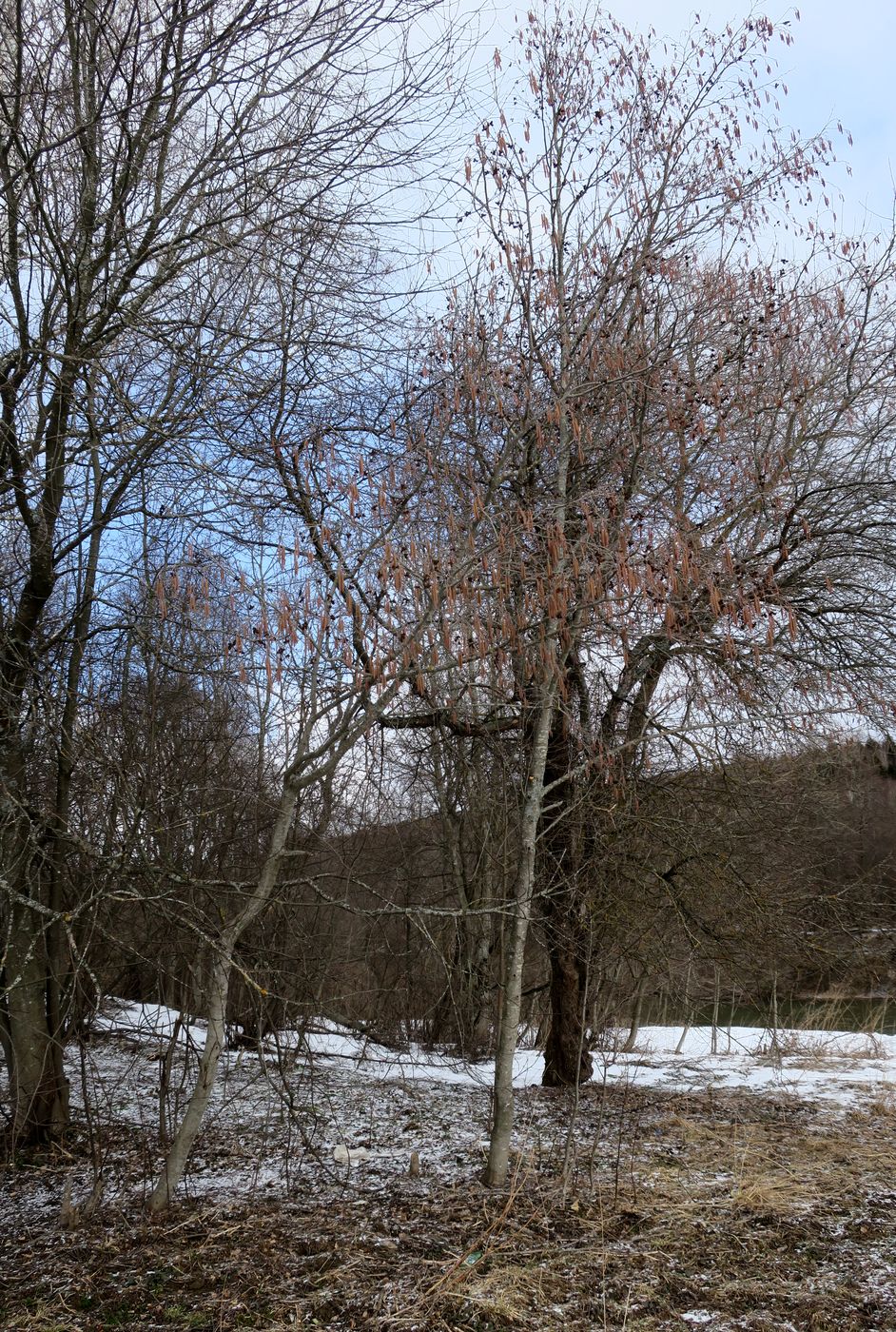 Image of genus Alnus specimen.