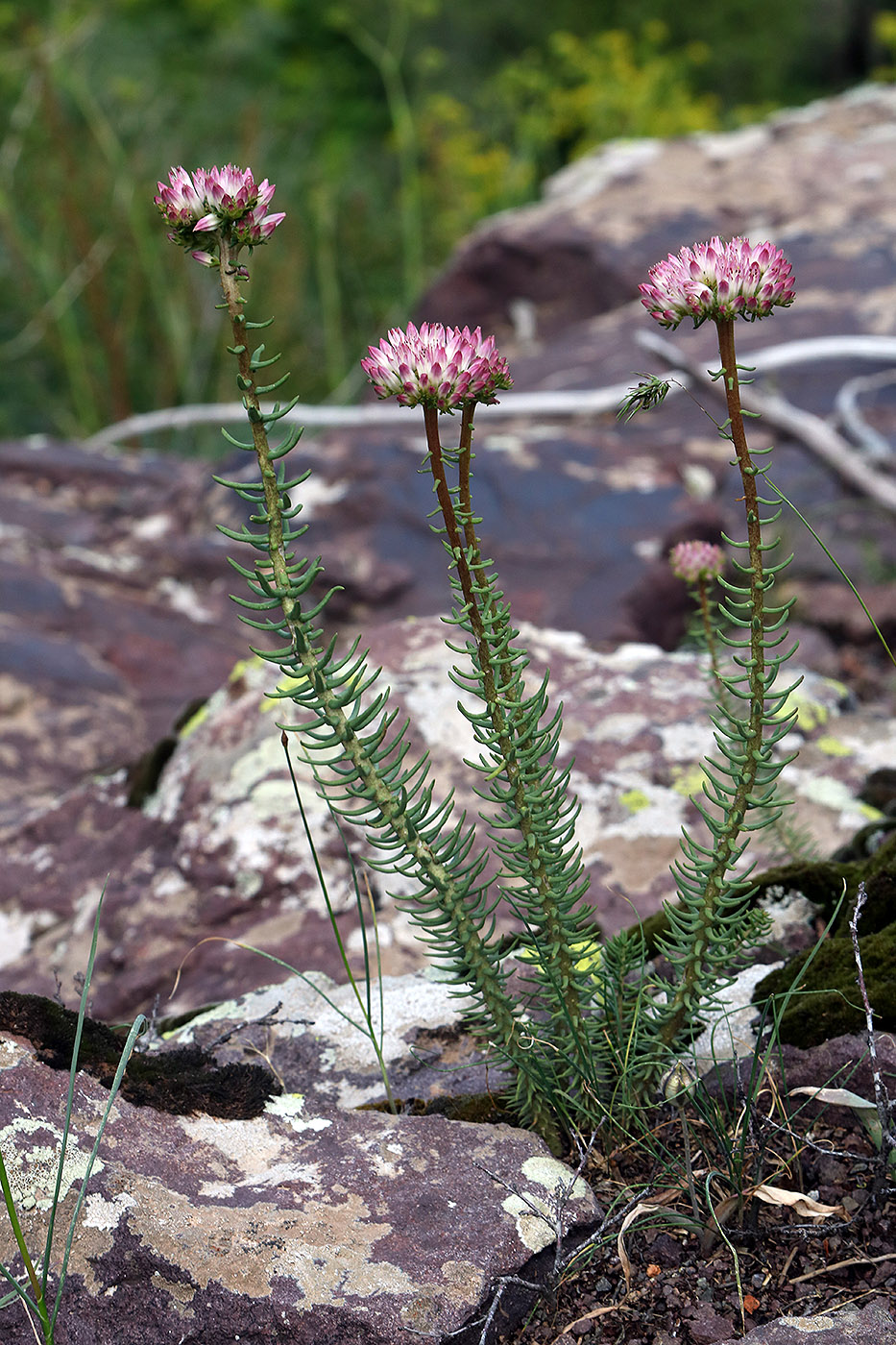 Изображение особи Pseudosedum longidentatum.