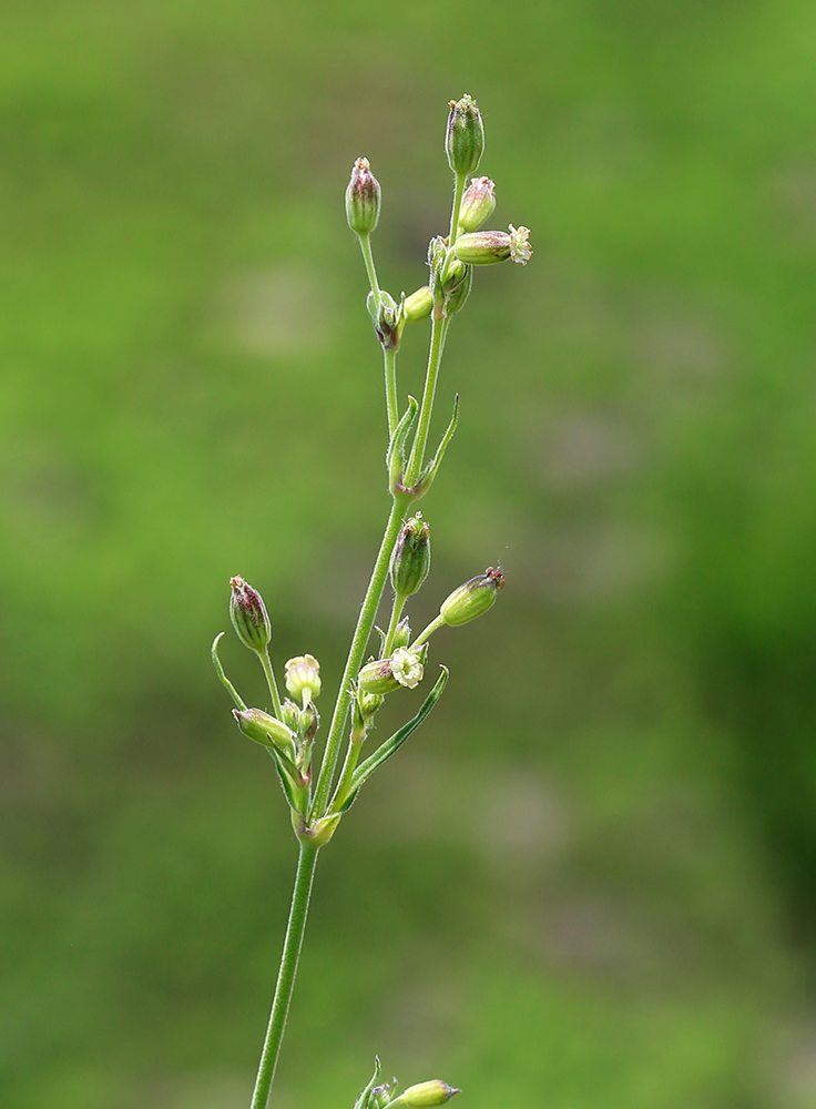 Изображение особи Silene aprica.