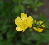 Ranunculus repens. Цветок. Московская обл., Наро-Фоминский р-н, окр. дер. Мальцево, обочина грунтовой дороги. 4 июня 2022 г.