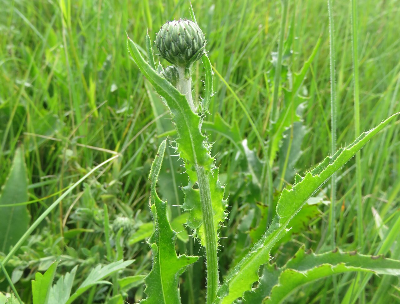 Image of Cirsium canum specimen.