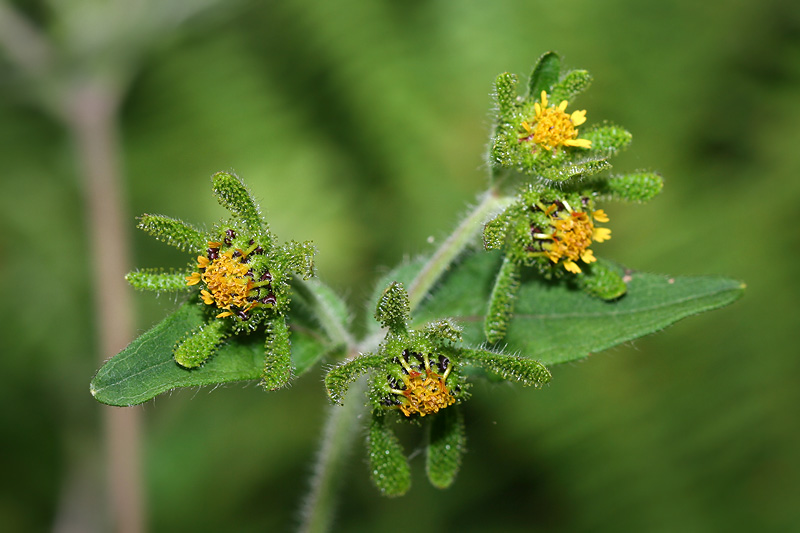 Изображение особи Sigesbeckia orientalis.