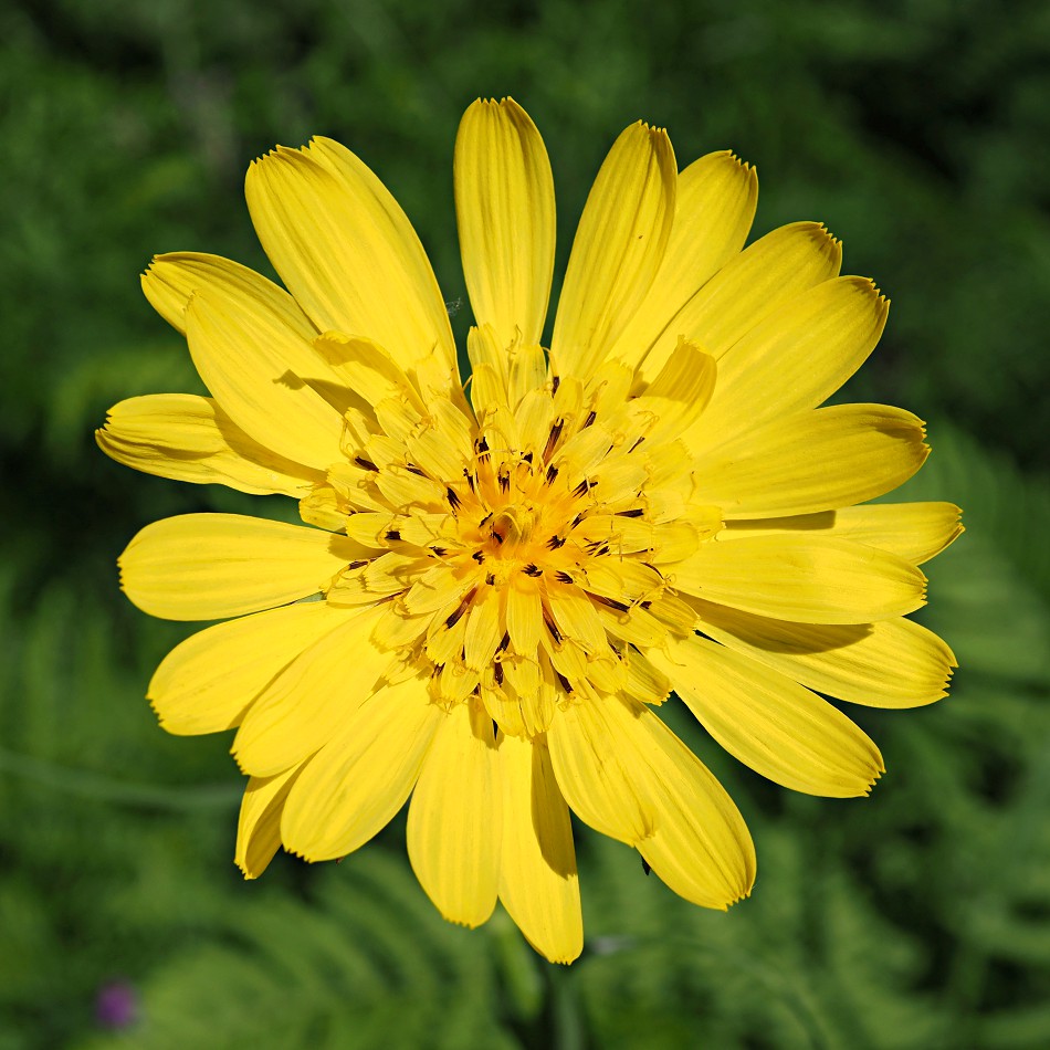 Изображение особи Tragopogon pratensis.