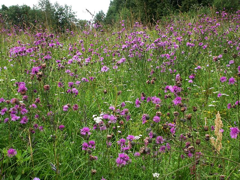 Изображение особи Centaurea scabiosa.