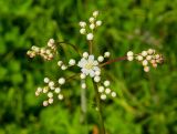 Filipendula vulgaris. Соцветие с бутонами и цветком. Республика Башкортостан, Белокатайский р-н, Белянковский сельсовет, окр. дер. Перевоз, долина р. Уфа, разнотравно-злаковый луг. 2 июля 2022 г.