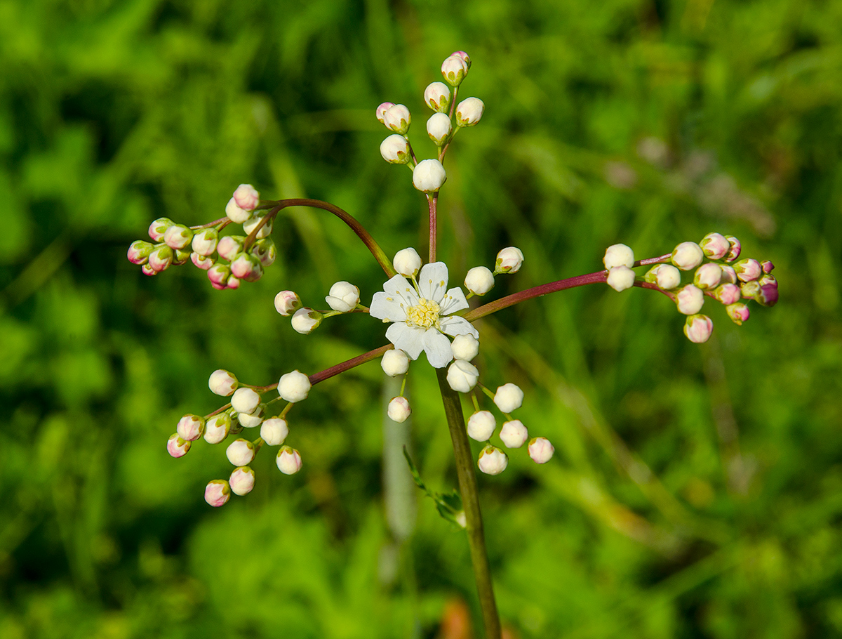 Image of Filipendula vulgaris specimen.