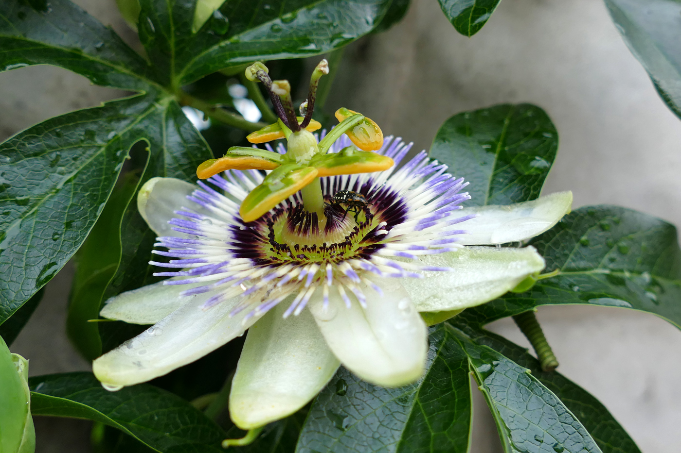 Изображение особи Passiflora caerulea.