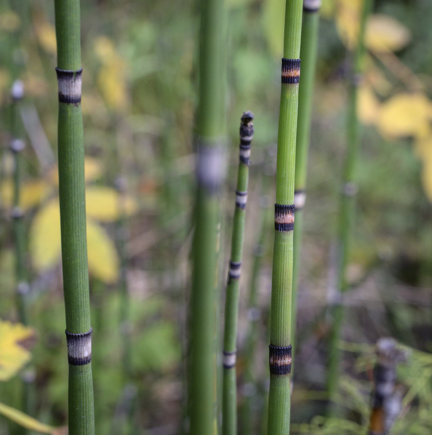 Image of Equisetum hyemale specimen.