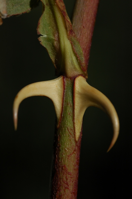 Image of Rosa beggeriana specimen.