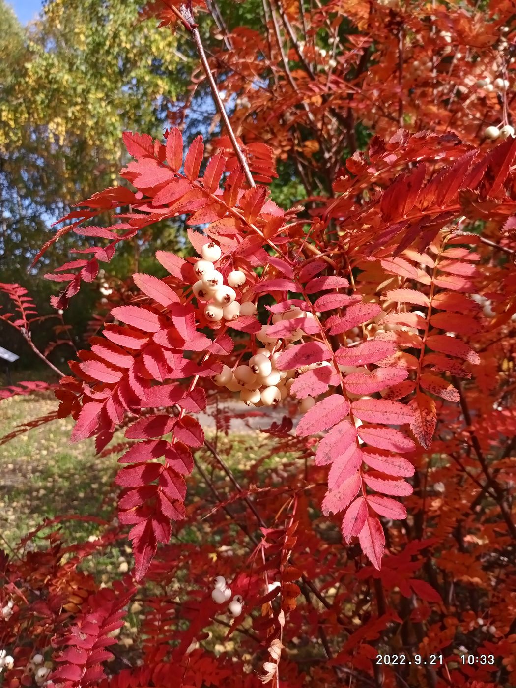 Image of Sorbus koehneana specimen.