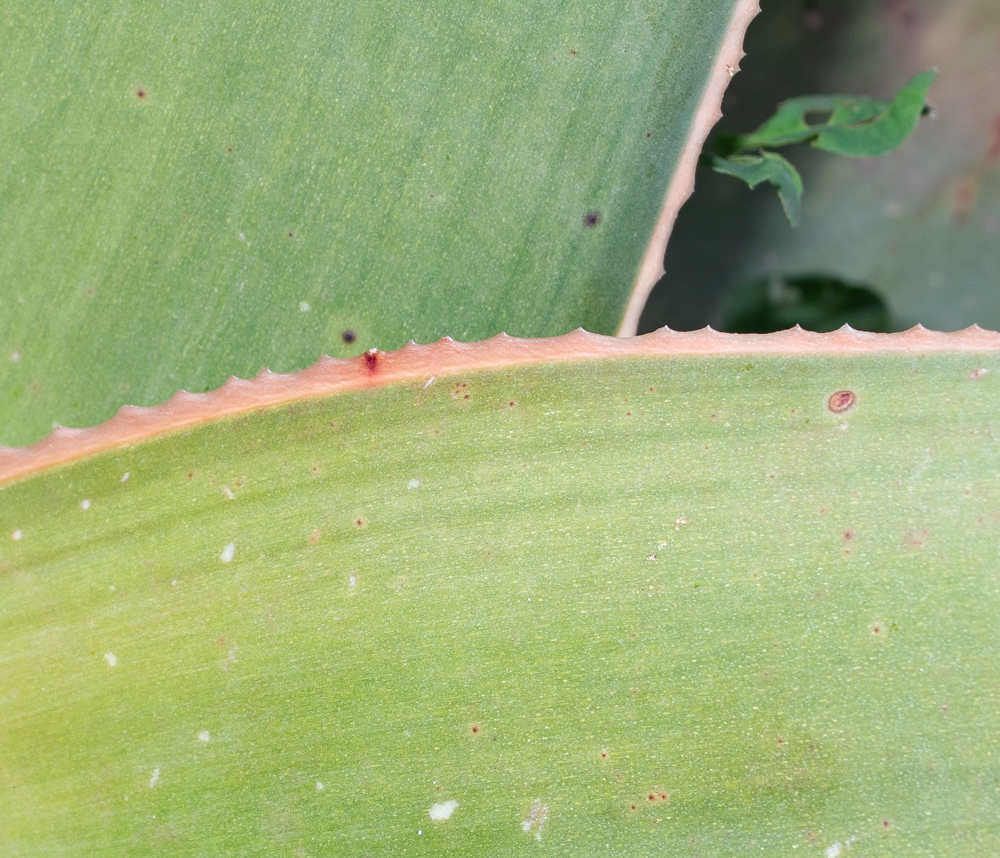 Изображение особи Aloe striata.