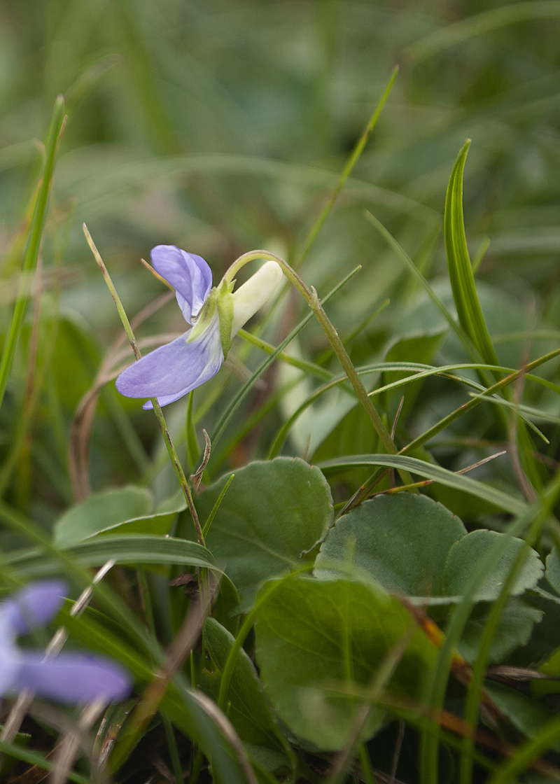 Изображение особи Viola sacchalinensis.