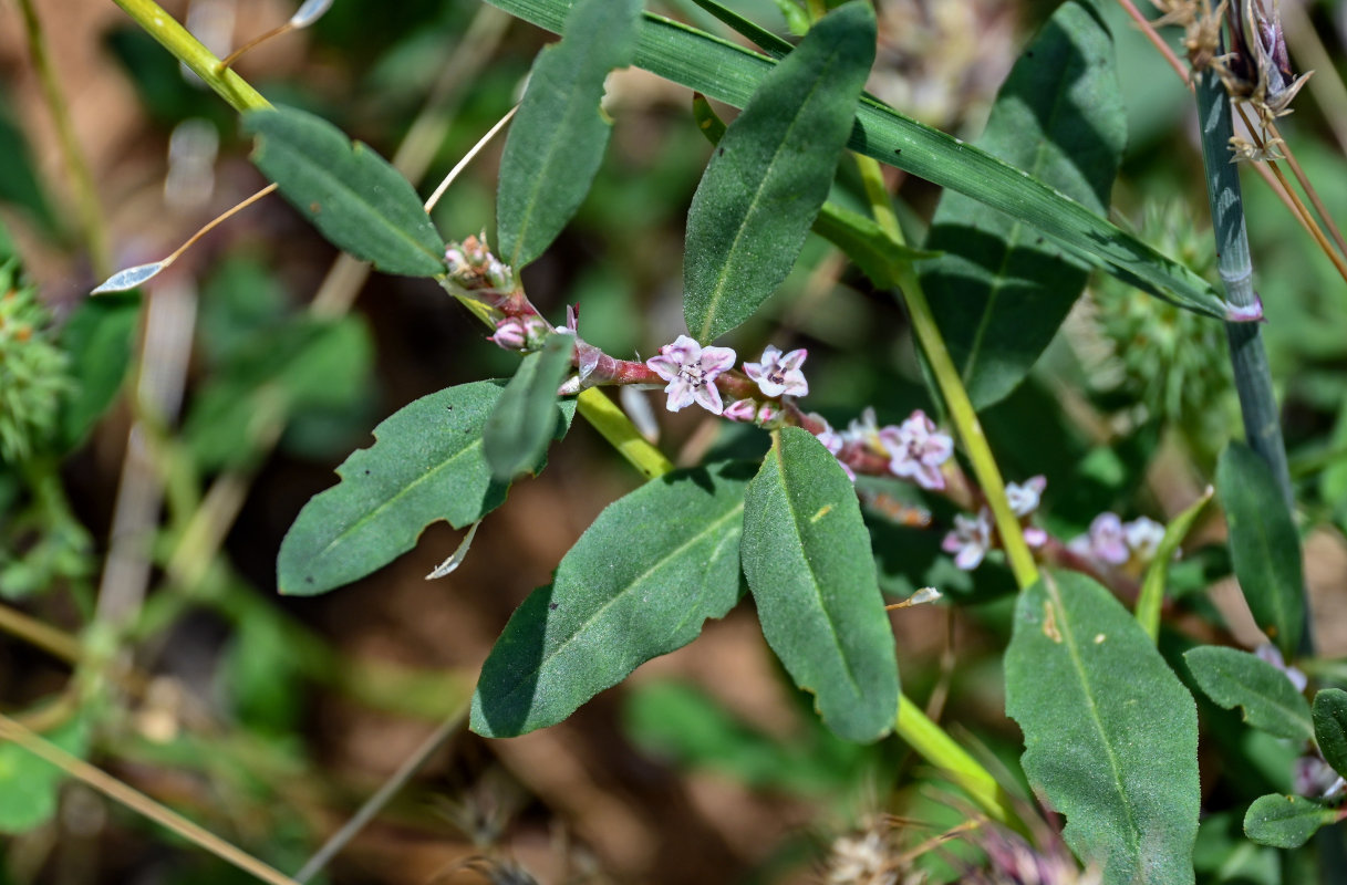 Image of Polygonum alpestre specimen.