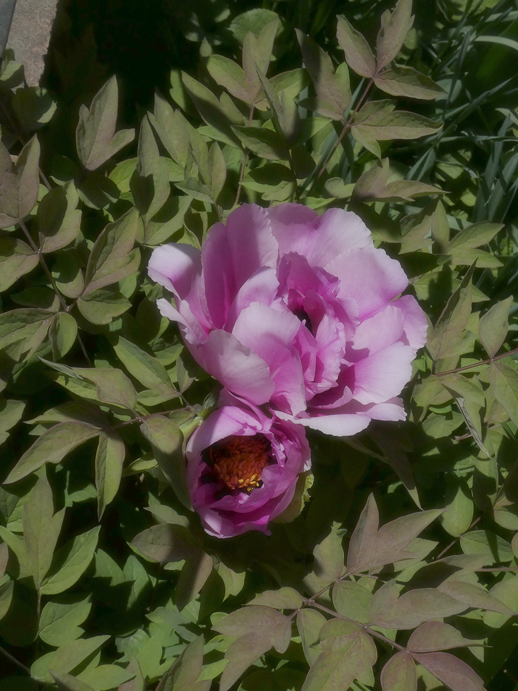 Image of Paeonia lactiflora specimen.