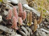 Orostachys maximowiczii