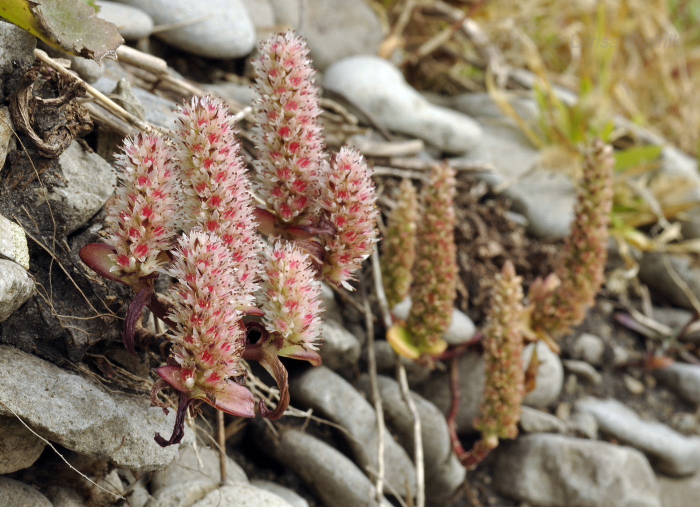 Image of Orostachys maximowiczii specimen.