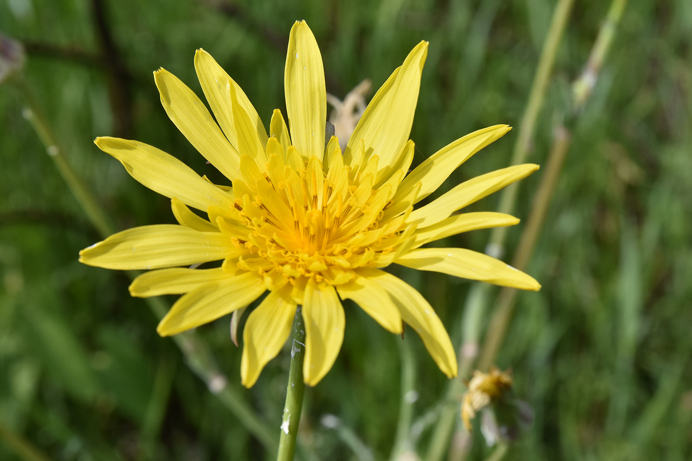 Изображение особи Tragopogon orientalis.