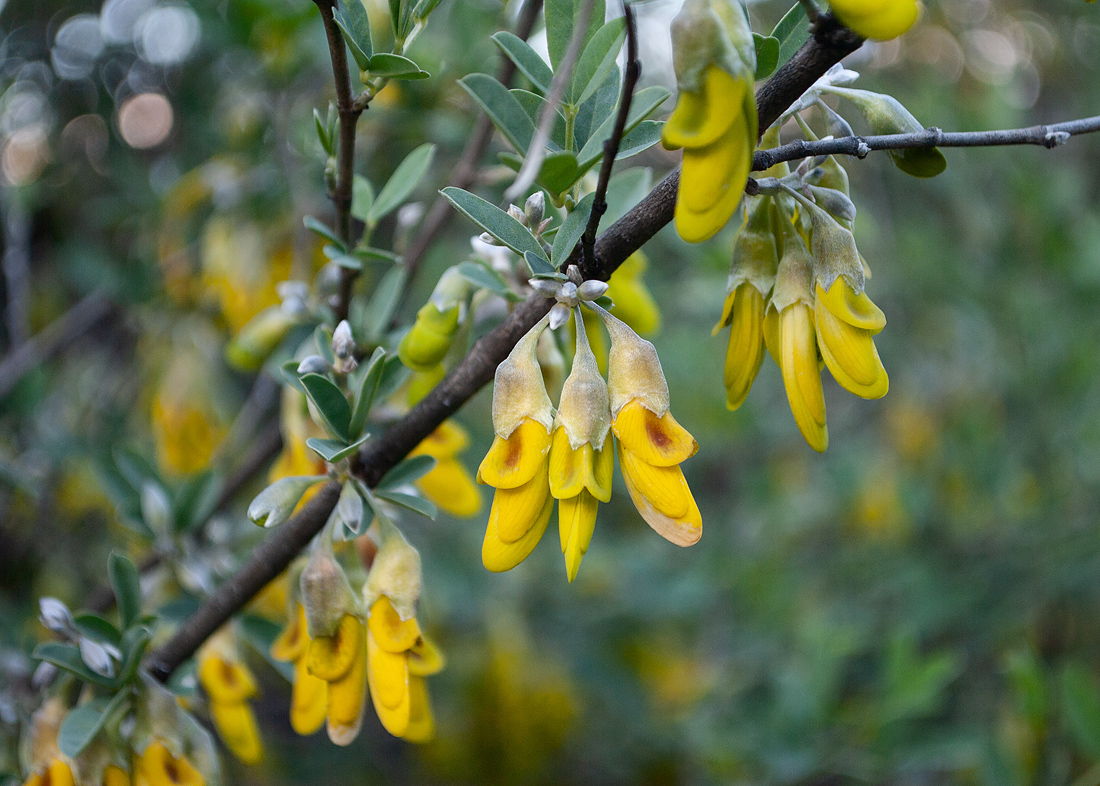 Image of Anagyris foetida specimen.