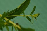 Inula aspera