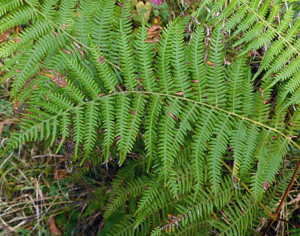 Изображение особи Pteridium tauricum.