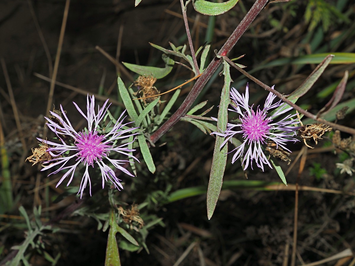 Изображение особи род Centaurea.