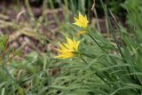 Hemerocallis minor