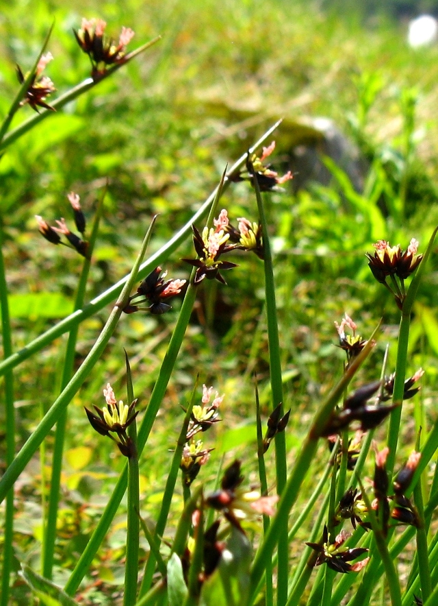 Image of Juncus beringensis specimen.